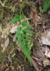 Asplenium adiantum-nigrum