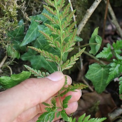 Asplenium adiantum-nigrum