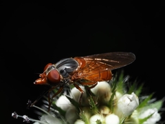 Rhingia rostrata