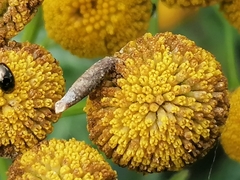 Rhopalomyia tanaceticola