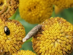 Rhopalomyia tanaceticola