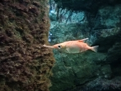 Macroramphosus scolopax