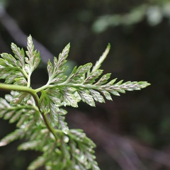 Asplenium adiantum-nigrum