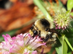 Bombus sylvarum