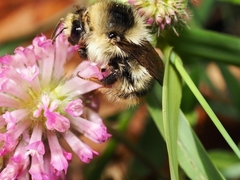 Bombus sylvarum