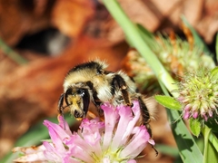 Bombus sylvarum