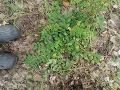 Astragalus glycyphyllos
