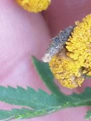 Rhopalomyia tanaceticola