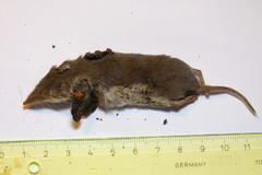 Crocidura leucodon