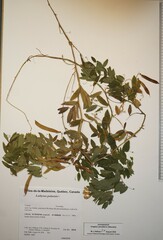 Lathyrus palustris pilosus