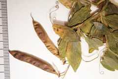 Lathyrus palustris pilosus