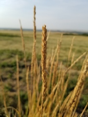 Psathyrostachys juncea