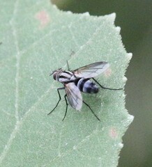 Vanderwulpia sequens