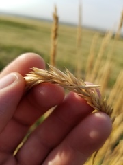 Psathyrostachys juncea