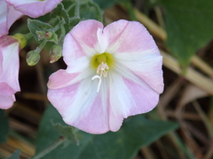 Convolvulus arvensis