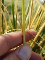 Psathyrostachys juncea