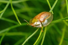 Aspidimorpha obovata