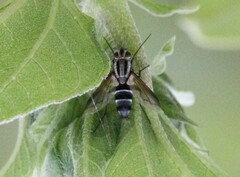 Vanderwulpia sequens