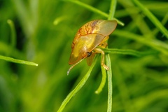 Aspidimorpha obovata