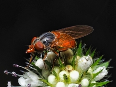 Rhingia rostrata