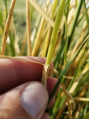 Psathyrostachys juncea