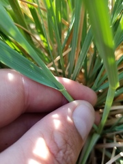 Psathyrostachys juncea