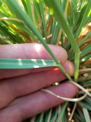 Psathyrostachys juncea