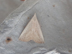 Macrochilo louisiana