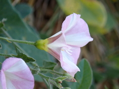 Convolvulus arvensis