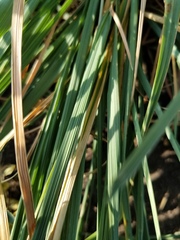 Psathyrostachys juncea