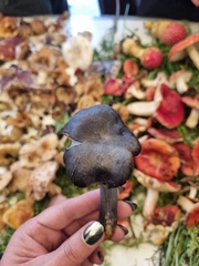 Omphalotus mexicanus