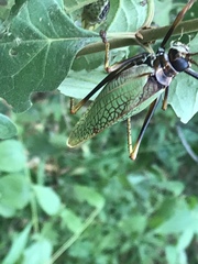 Pterophylla beltrani