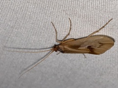 Platycentropus radiatus