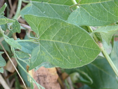 Convolvulus arvensis