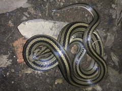 Oligodon octolineatus