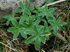 Alchemilla nitida
