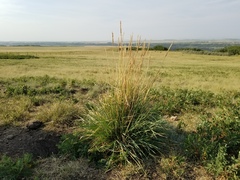 Psathyrostachys juncea