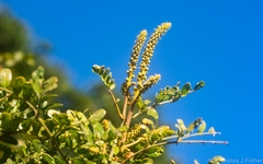 Mezoneuron brachycarpum