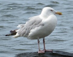 Larus argentatus