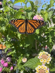 Danaus plexippus