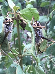 Pterophylla beltrani