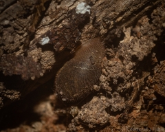 Austrochloritis stanisici