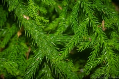 Araucaria cunninghamii