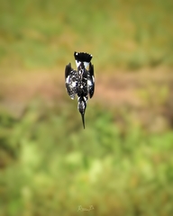 Ceryle rudis travancoreensis