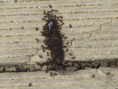 Pristomyrmex punctatus