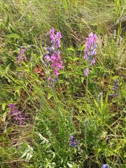 Oxytropis baschkiriensis