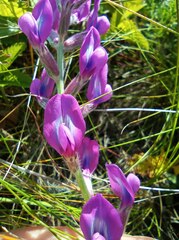 Oxytropis baschkiriensis