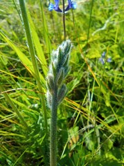 Oxytropis baschkiriensis
