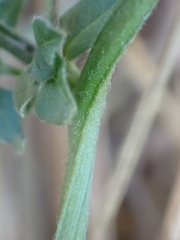 Convolvulus arvensis