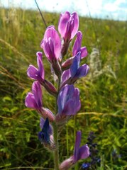 Oxytropis baschkiriensis